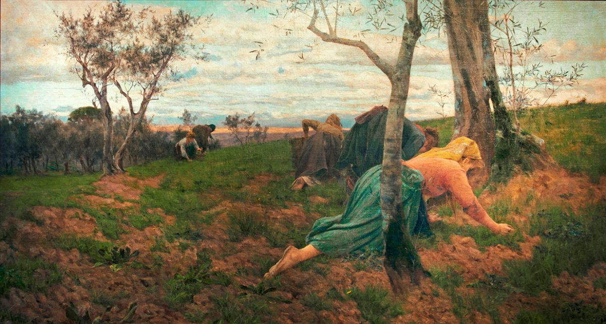 La raccolta delle olive di Adolfo Tommaso