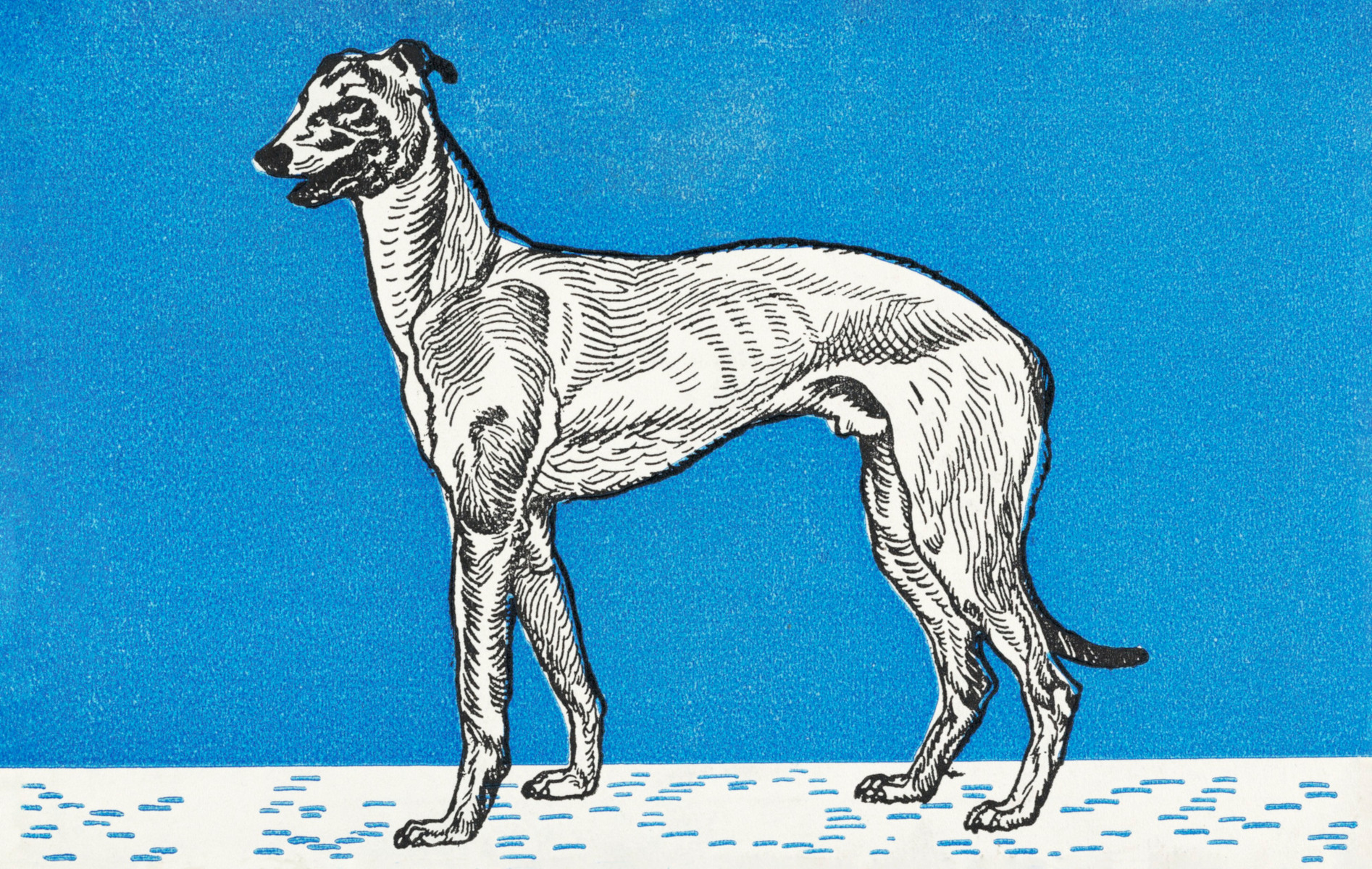 Greyhound (Levriero) di Moritz Jung