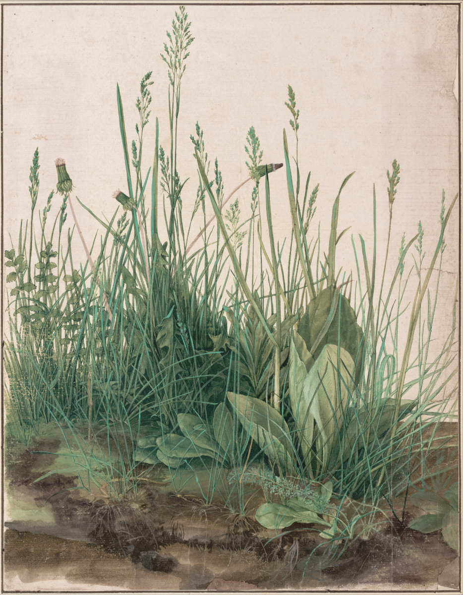 Grande zolla di Albrecht Dürer