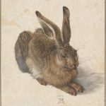 Leprotto di Albrecht Dürer