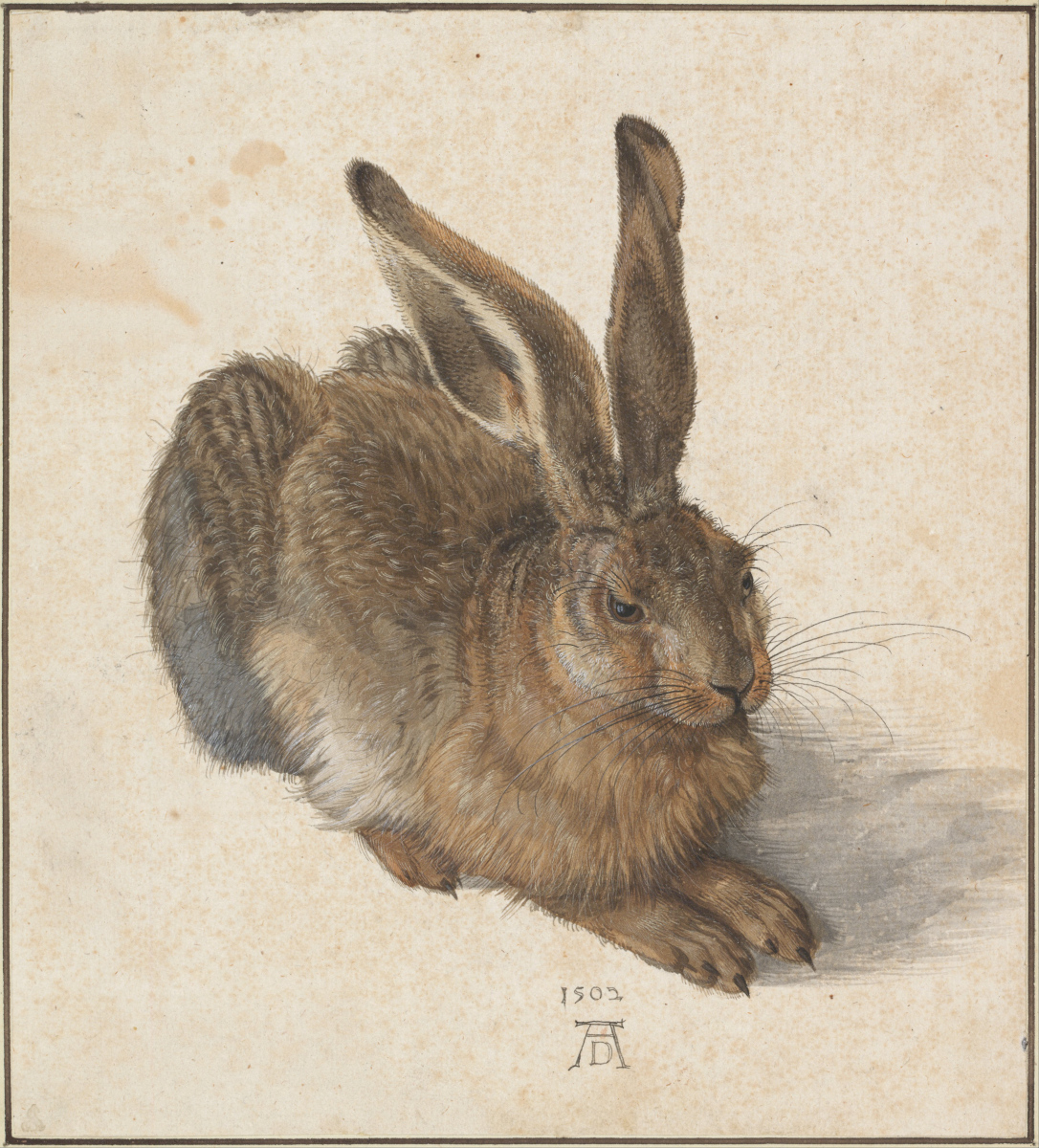 Leprotto di Albrecht Dürer