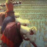 In risaia di Angelo Morbelli